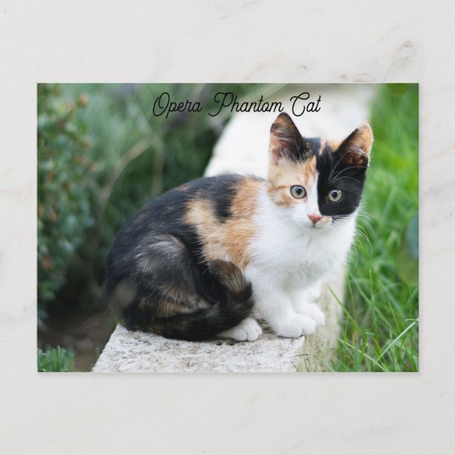 Opera Phantom Cat Postkarte (Vorderseite)