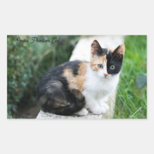 Opern-Phantom-Katze