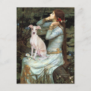 Ophelia - Italienisches Windspiel 5 Postkarte
