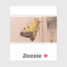 Ophiusa tirhaca, der grüne Drachen