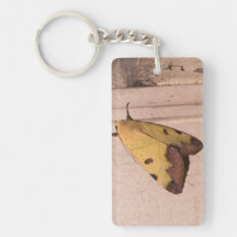 Ophiusa tirhaca, le drabe vert