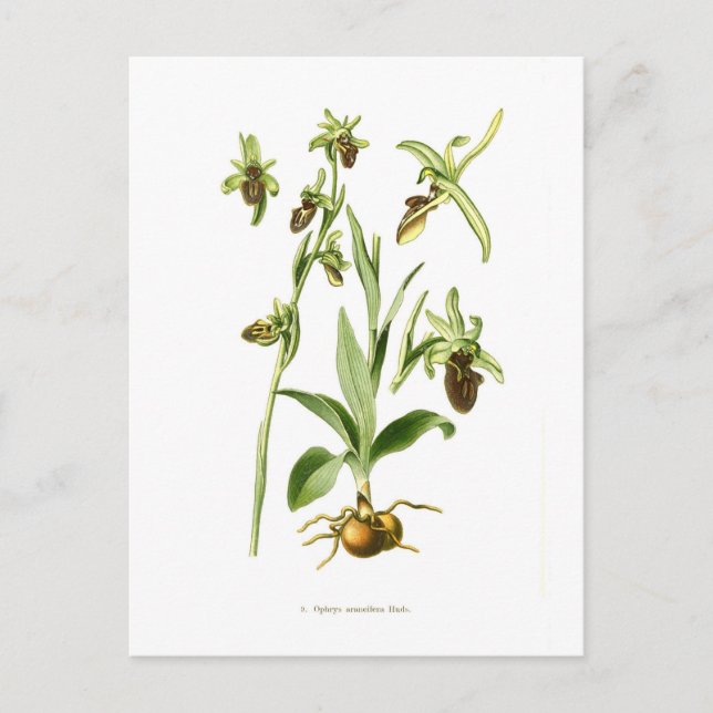 Ophrys araneifera postkarte (Vorderseite)