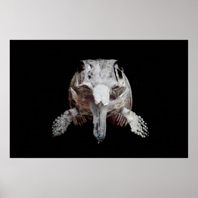 Ophthalmosaurus Poster (Vorne)