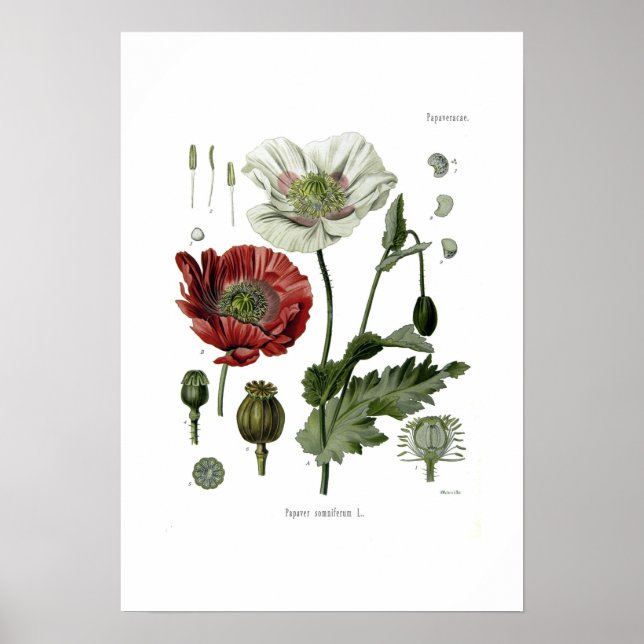 Opiummohn Poster (Vorne)