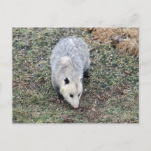 Opossum-Foto