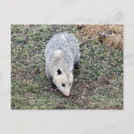 Opossum-Foto Postkarte