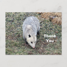 Opossum Foto Vielen Dank Postkarte