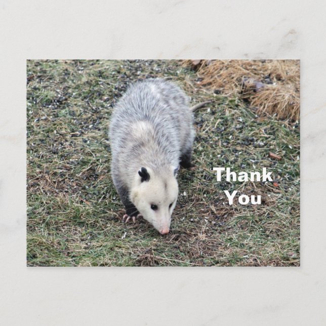 Opossum Foto Vielen Dank Postkarte (Vorderseite)