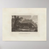 Opossum, Land Van Diemen, Tasmanien