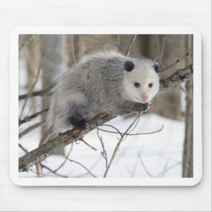 Opossum-Liebe Mousepad