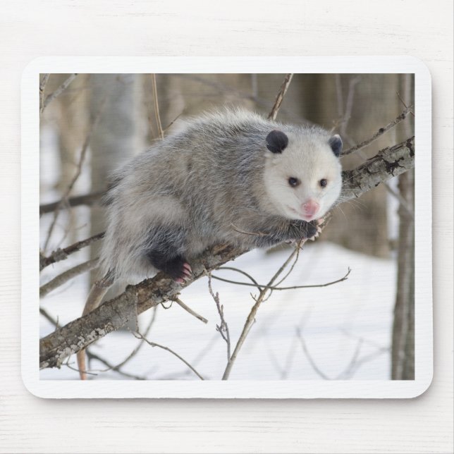 Opossum-Liebe Mousepad (Vorne)