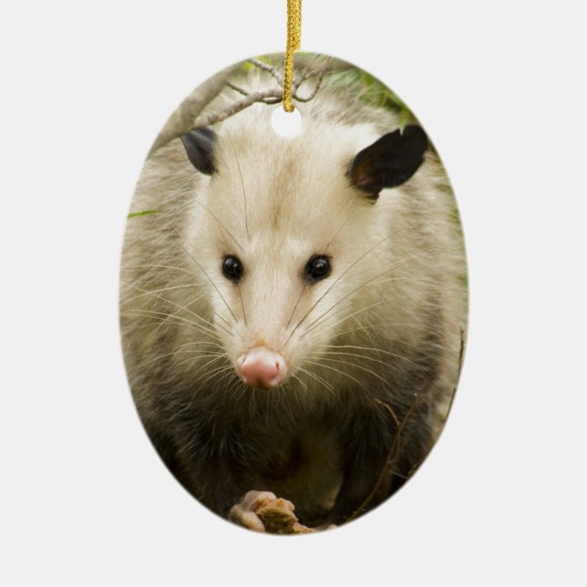 Opossums sind - Opossum Didelphimorphia hübsch Keramikornament (Vorne)