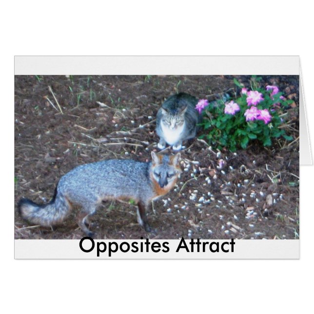 Opposites Attract (Vorderseite (Horizontal))