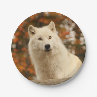 Optimismus Pappteller