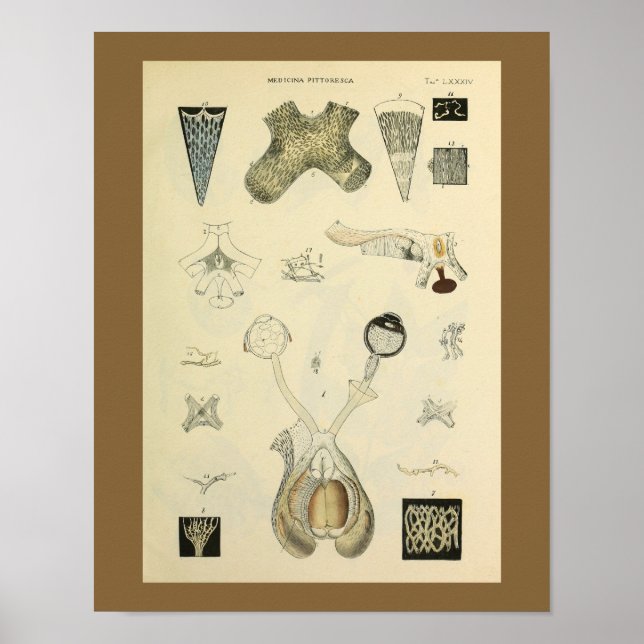 Optometrie Sehvermögen Anatomie Kunst drucken Poster (Vorne)