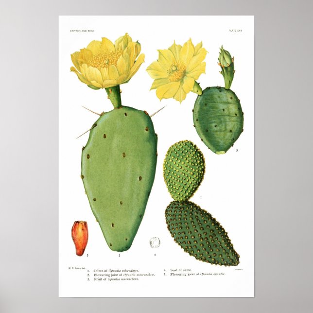 Opuntias Poster (Vorne)