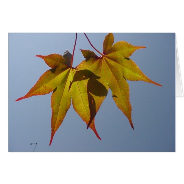 Or naturel (Devant horizontal)