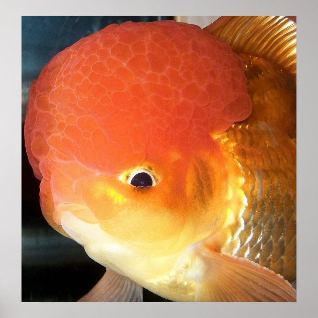 Oranda Goldfisch-Foto Poster (Vorne)