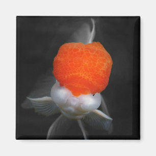 Oranda Goldfish Magnet