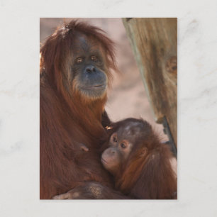 Orang Mama und Kind Postkarte