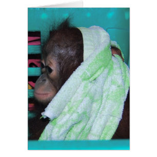 Orang-outan seul de bébé