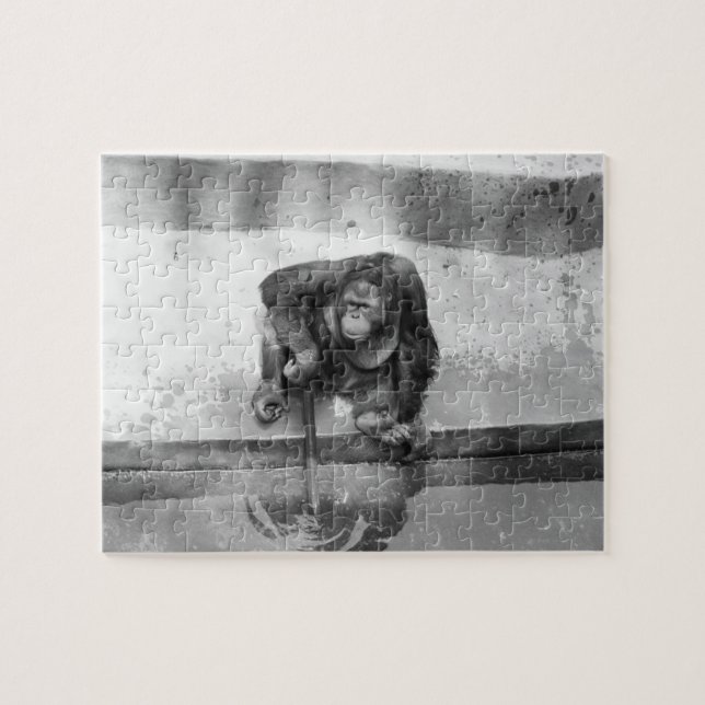 Orang-Utan (Horizontal)