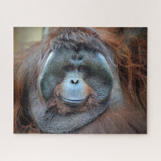 Orang-Utan