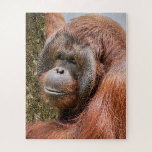Orang-Utan