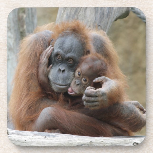Orang Utan 001 Getränkeuntersetzer (Vorderseite)