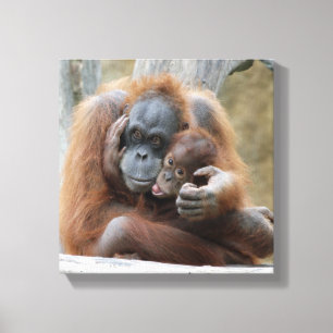 Orang Utan 001 Leinwanddruck