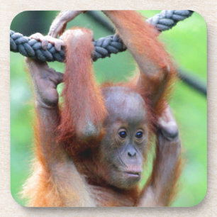Orang Utan 029 Getränkeuntersetzer