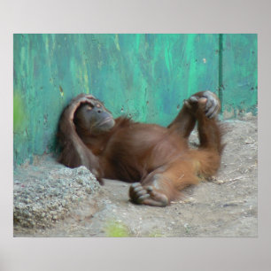 Orang-Utan-Baby Poster