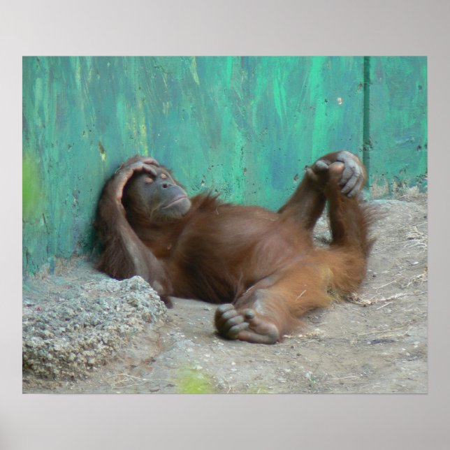 Orang-Utan-Baby Poster (Vorne)