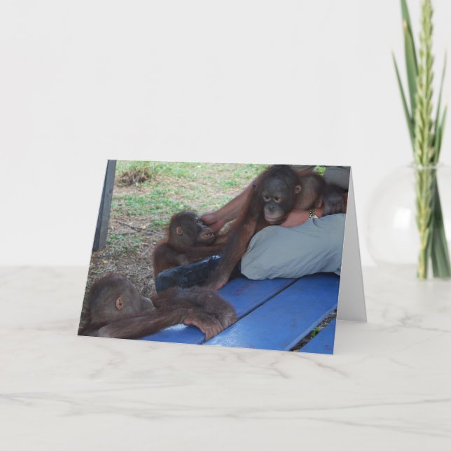 Orang-Utan Baby-Waisen Karte (Vorderseite)