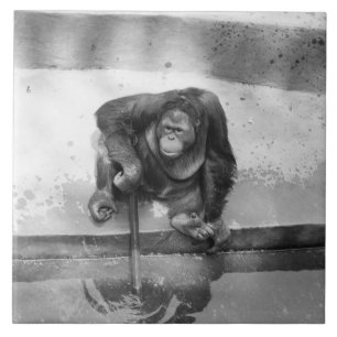 Orang-Utan Fliese
