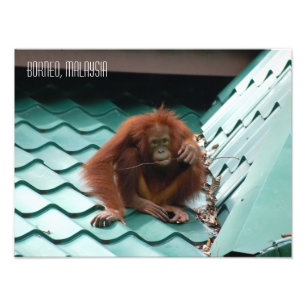Orang-Utan im Sabah Borneo Dschungel Fotodruck