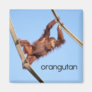 Orang-Utan Kühlschrank-Magnet Magnet