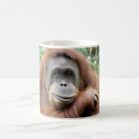 Orang-Utan Lächeln