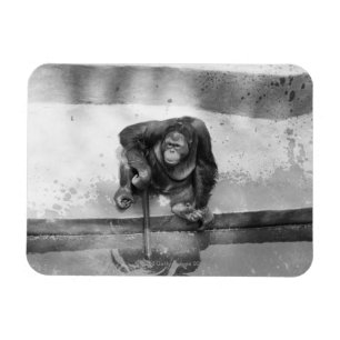 Orang-Utan Magnet