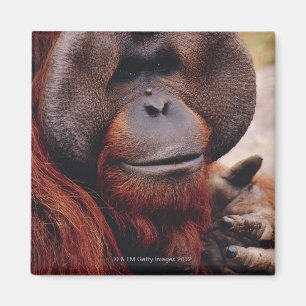 Orang-Utan Magnet