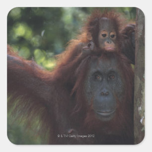Orang-Utan Mutter mit Baby Quadratischer Aufkleber