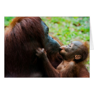 Orang-Utan-Mutter und Baby