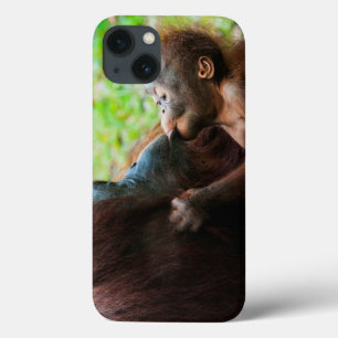 Orang-Utan-Mutter und Baby title_seo2
