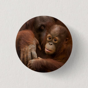 Orang-Utan-Mutter und Baby im Zoo Button