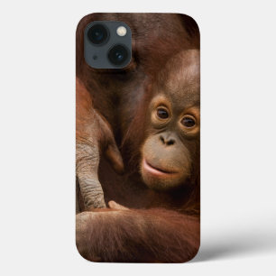 Orang-Utan-Mutter und Baby im Zoo Case-Mate iPhone Hülle