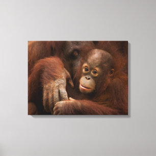 Orang-Utan-Mutter und Baby im Zoo Leinwanddruck
