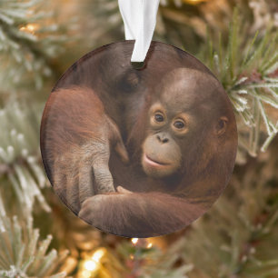 Orang-Utan-Mutter und Baby im Zoo Ornament