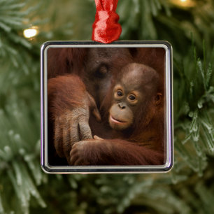 Orang-Utan-Mutter und Baby im Zoo Ornament Aus Metall