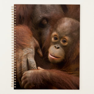 Orang-Utan-Mutter und Baby im Zoo Planer