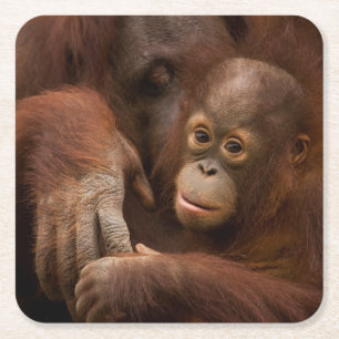 Orang-Utan-Mutter und Baby im Zoo Rechteckiger Pappuntersetzer
